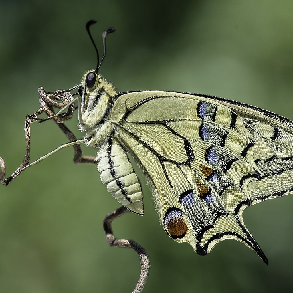 Обои природа, насекомое, фон, бабочка, davide lopresti, махаон, nature, insect, background, butterfly, swallowtail разрешение 4385x2927 Загрузить