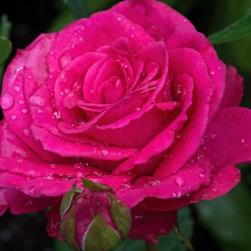 Обои цветок, капли, капля, роза, лепестки, бутон, flower, drops, drop, rose, petals, bud разрешение 1920x1200 Загрузить