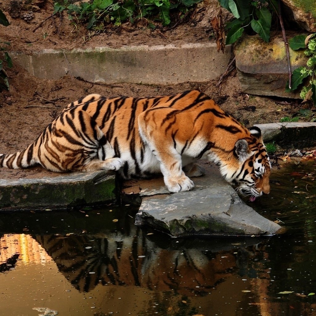 Обои тигр, вода, отражение, хищник, тигры, tiger, water, reflection, predator, tigers разрешение 1920x1200 Загрузить