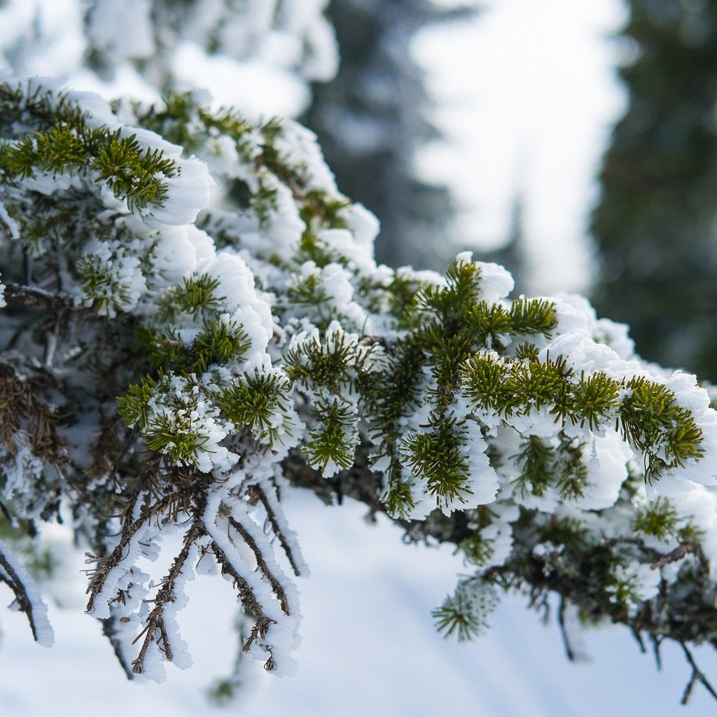 Обои снег, природа, хвоя, зима, ветви, ели, snow, nature, needles, winter, branch, ate разрешение 2554x1440 Загрузить