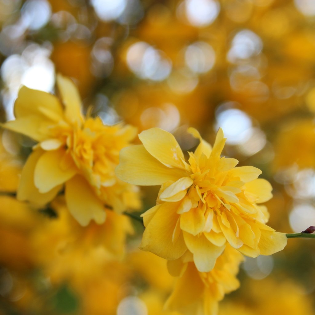 Обои цветы, желтый, макро, весна, куст, жёлтая, керрия, flowers, yellow, macro, spring, bush, kerry разрешение 5184x3456 Загрузить