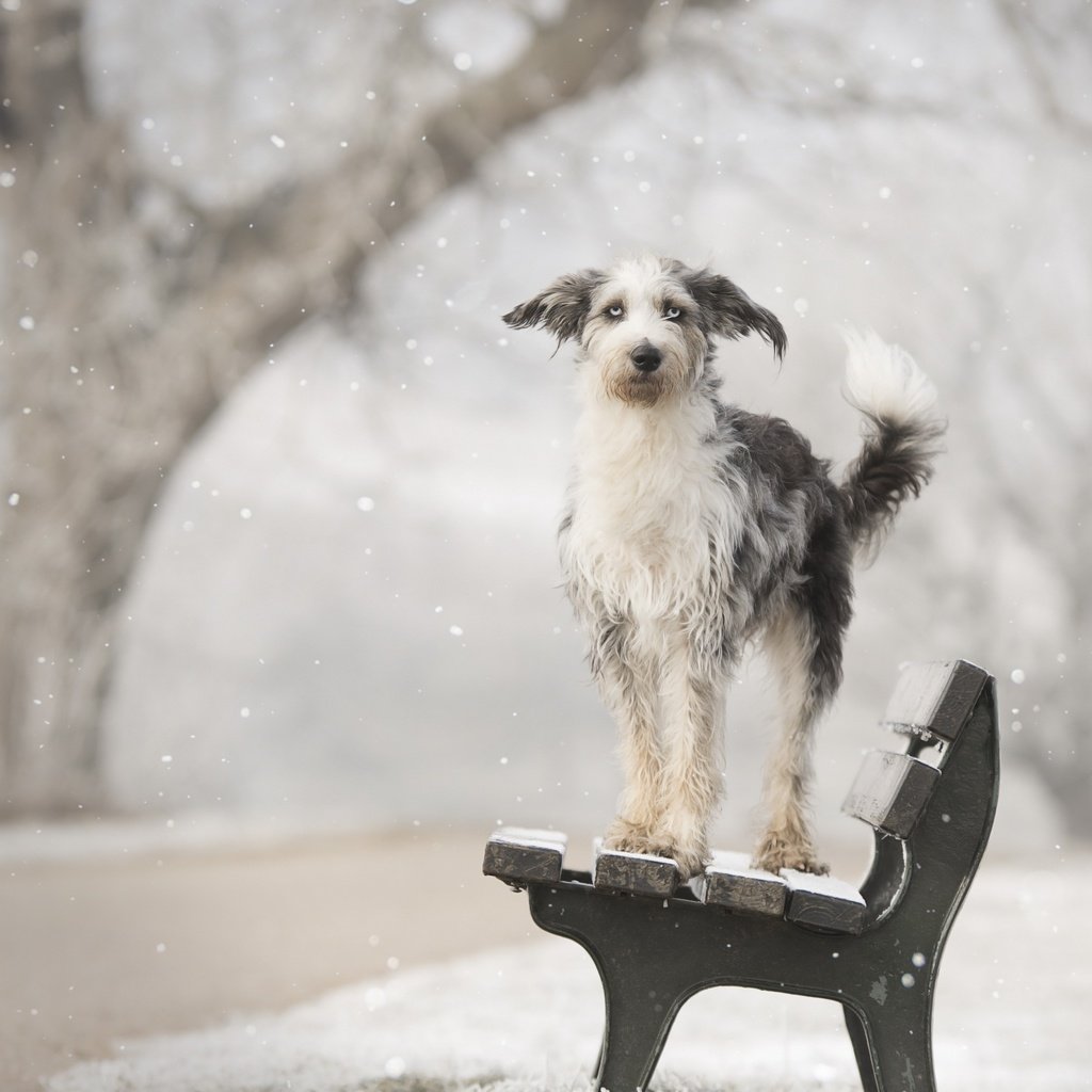 Обои снег, зима, собака, друг, скамья, calis pictures, snow, winter, dog, each, bench разрешение 2560x1707 Загрузить