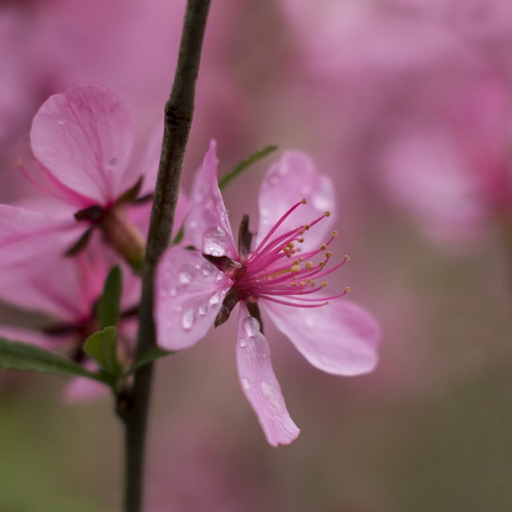 Обои цветы, ветка, природа, цветение, роса, капли, весна, flowers, branch, nature, flowering, rosa, drops, spring разрешение 2839x1920 Загрузить