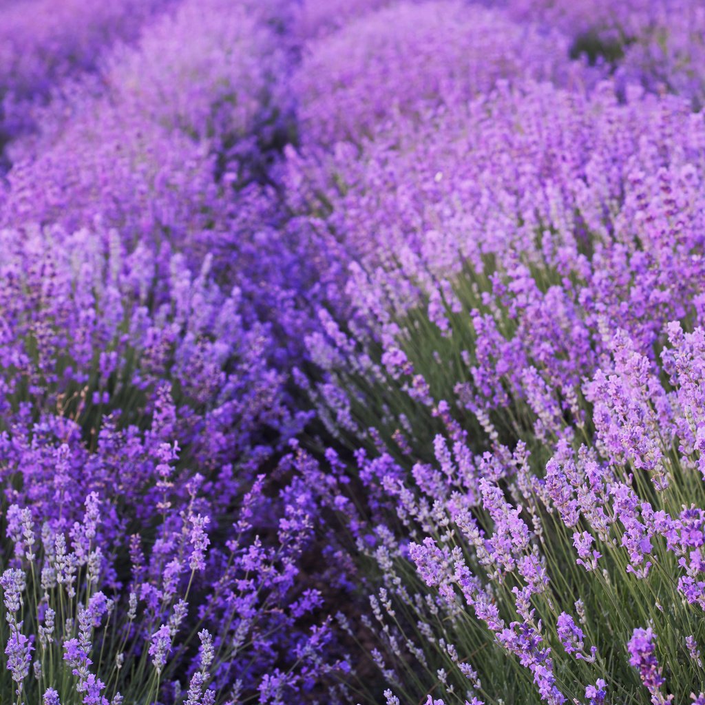 Обои цветы, поле, лаванда, flowers, field, lavender разрешение 3840x2400 Загрузить