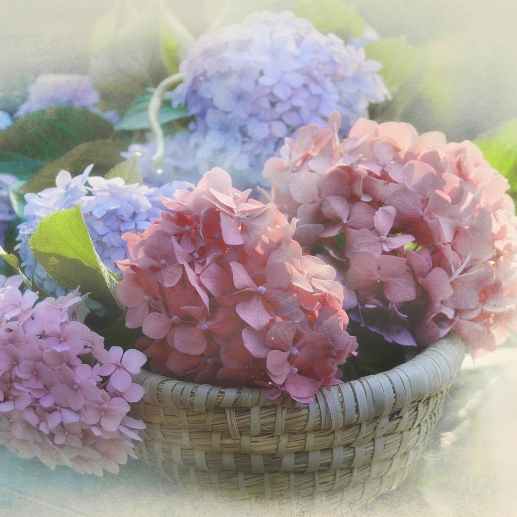Обои цветы, размытость, соцветия, корзинка, гортензия, flowers, blur, inflorescence, basket, hydrangea разрешение 2048x1297 Загрузить