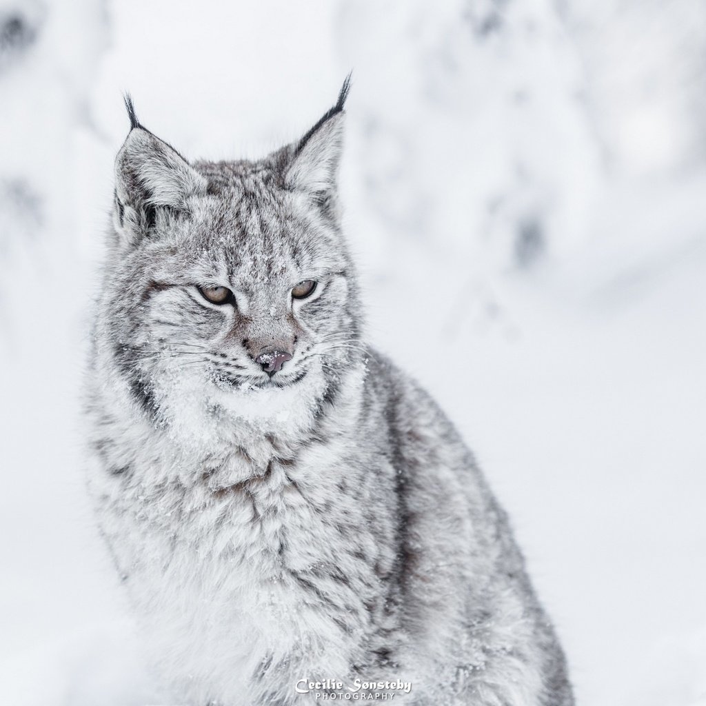 Обои зима, рысь, хищник, большая кошка, winter, lynx, predator, big cat разрешение 2880x1800 Загрузить