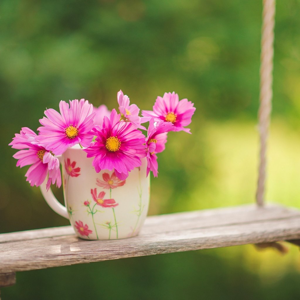 Обои цветы, природа, фон, розовые, чашка, качели, космея, flowers, nature, background, pink, cup, swing, kosmeya разрешение 2000x1335 Загрузить