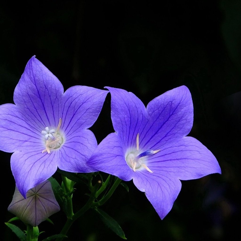 Обои цветы, черный фон, голубые, колокольчики, платикодон, flowers, black background, blue, bells разрешение 1920x1080 Загрузить