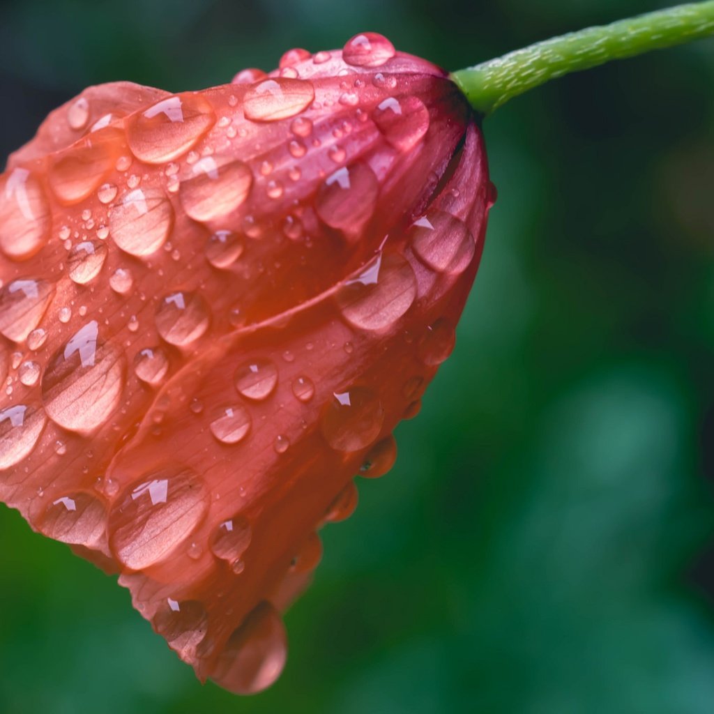 Обои макро, цветок, капли, мак, macro, flower, drops, mac разрешение 2048x1365 Загрузить