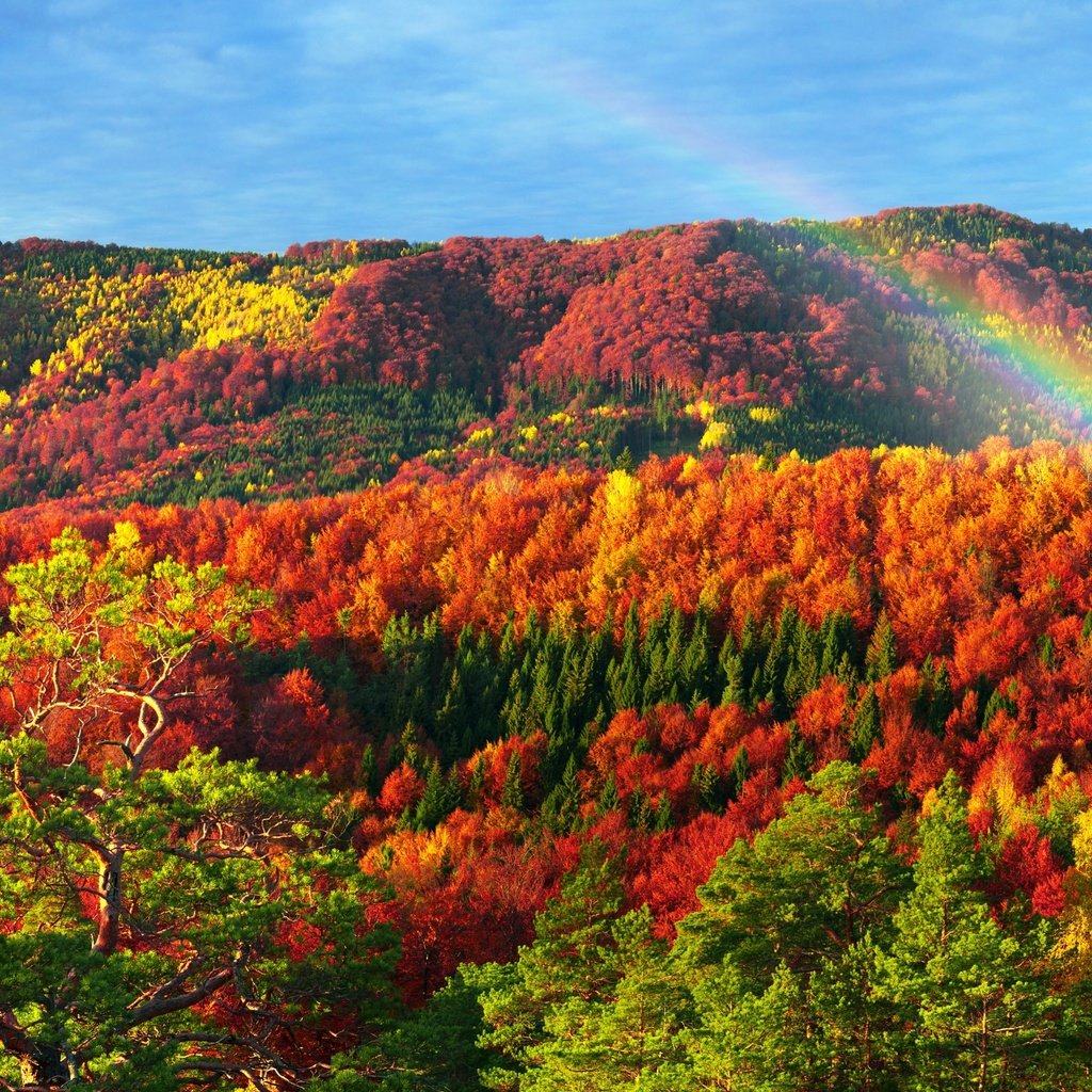 Обои горы, природа, лес, осень, радуга, карпаты, mountains, nature, forest, autumn, rainbow, carpathians разрешение 2880x1800 Загрузить