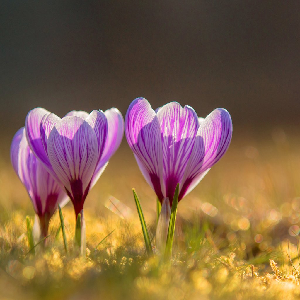 Обои цветы, весна, крокусы, flowers, spring, crocuses разрешение 3840x2400 Загрузить