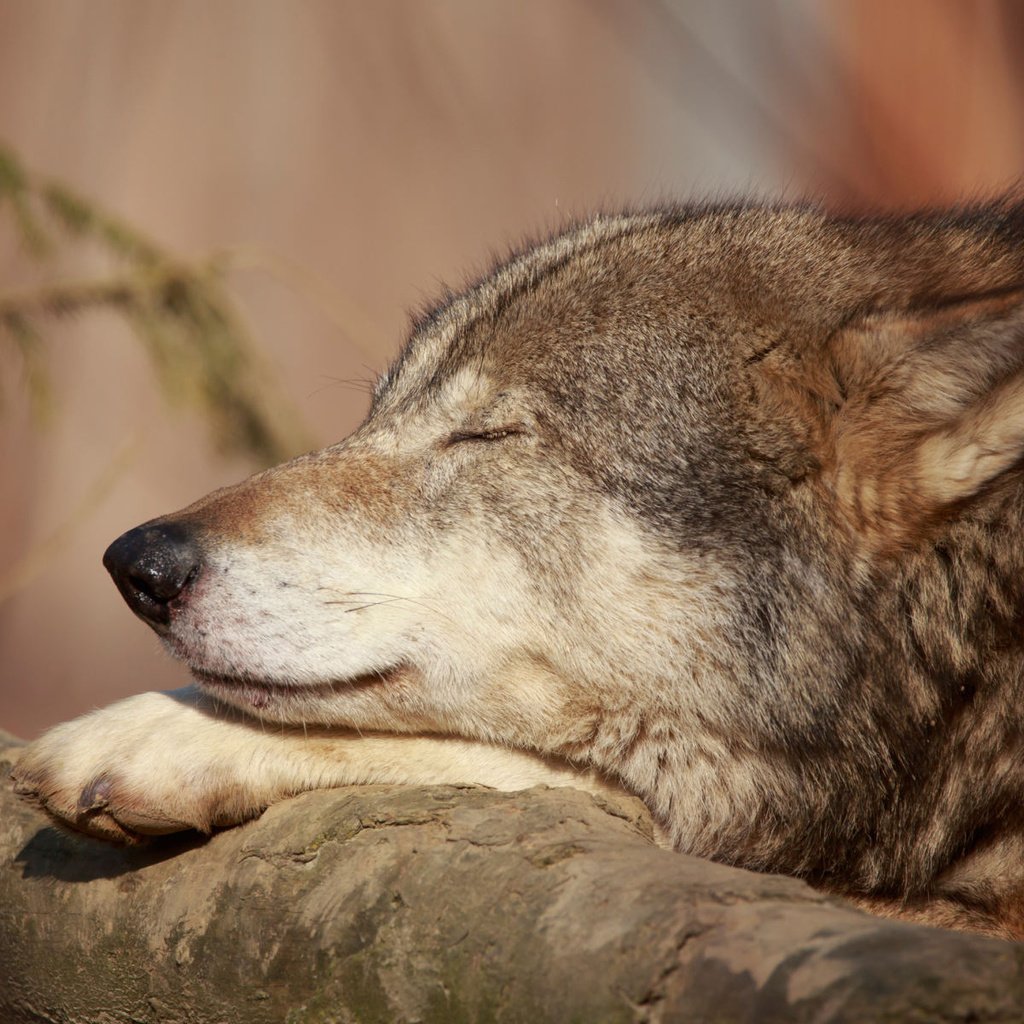 Обои хищник, волк, nadine haase, predator, wolf разрешение 1920x1200 Загрузить