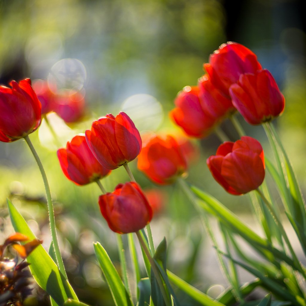 Обои цветы, бутоны, красные, весна, тюльпаны, боке, sorin mutu, flowers, buds, red, spring, tulips, bokeh разрешение 3840x2400 Загрузить