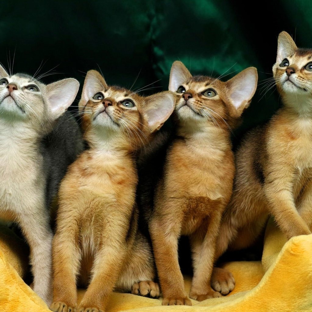 Обои мордочка, взгляд, кошки, котята, абиссинская кошка, глядя вверх, muzzle, look, cats, kittens, abyssinian cat разрешение 1920x1200 Загрузить