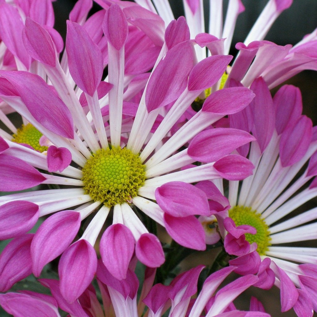 Обои цветы, лепестки, хризантемы, крупным планом, flowers, petals, chrysanthemum, closeup разрешение 2048x1499 Загрузить