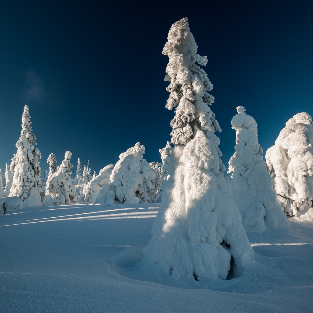 Обои небо, свет, деревья, снег, зима, ели, тени, the sky, light, trees, snow, winter, ate, shadows разрешение 1920x1200 Загрузить