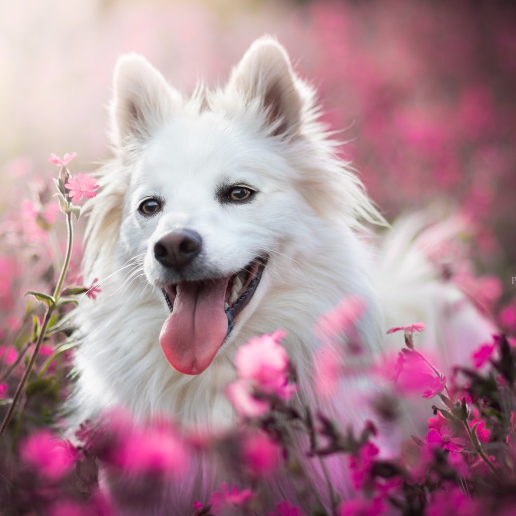 Обои морда, цветы, собака, радость, язык, боке, face, flowers, dog, joy, language, bokeh разрешение 6000x4000 Загрузить