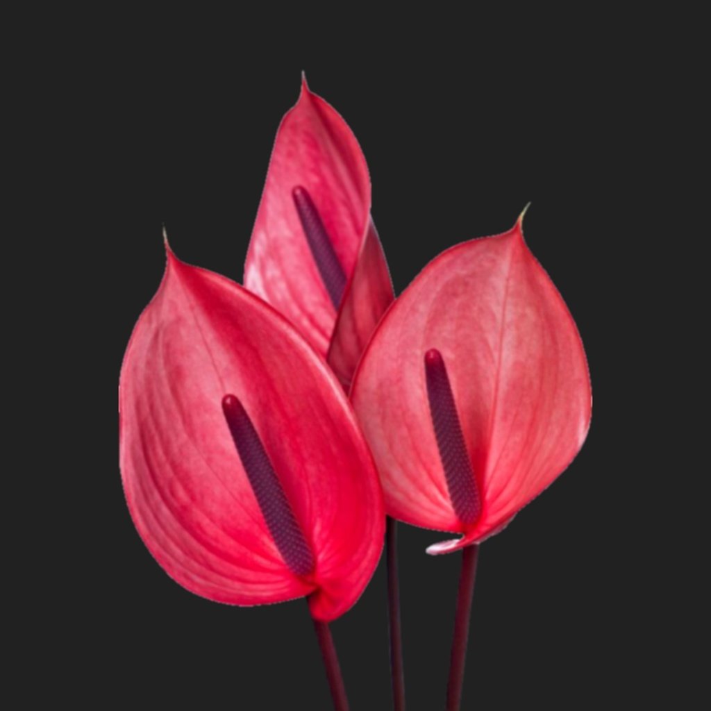 Обои цветы, черный фон, антуриум, flowers, black background, anthurium разрешение 2560x1440 Загрузить