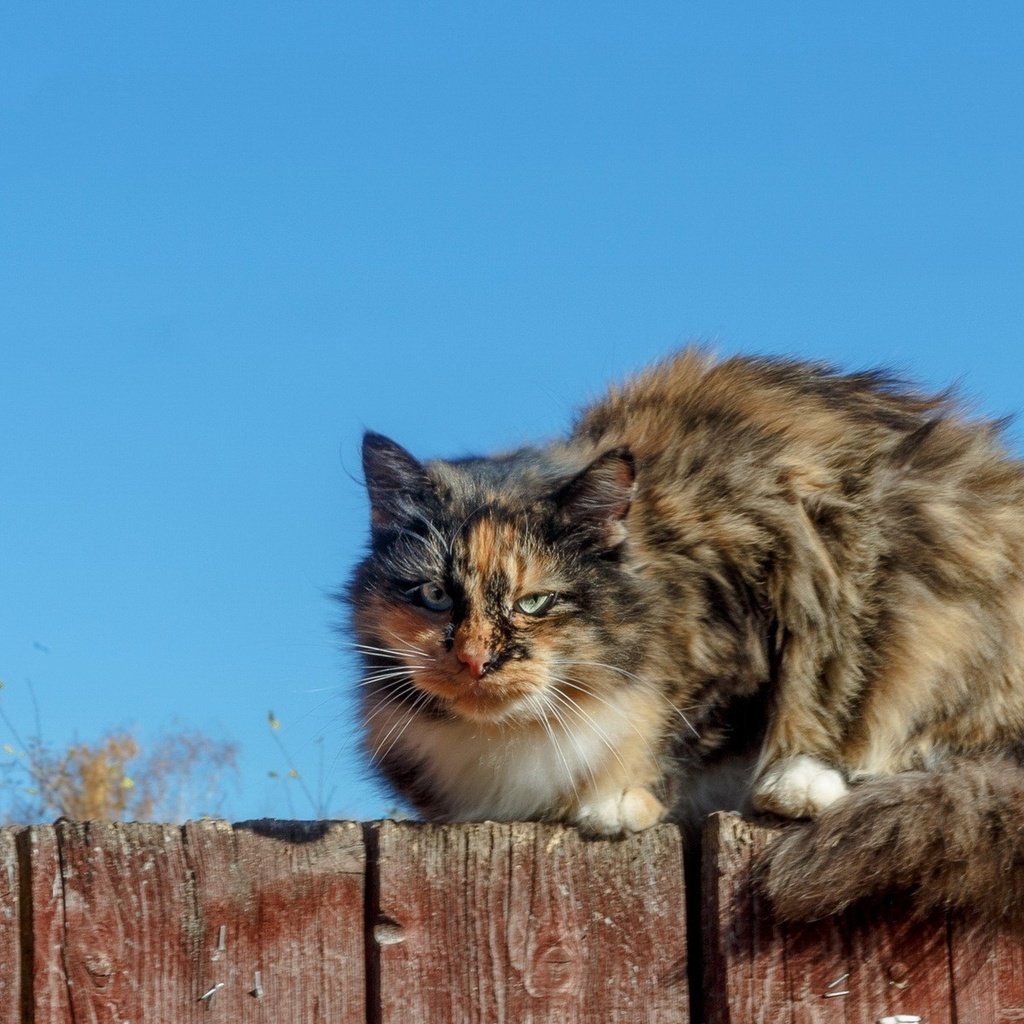 Обои небо, кот, мордочка, кошка, взгляд, забор, пушистый, the sky, cat, muzzle, look, the fence, fluffy разрешение 1920x1200 Загрузить
