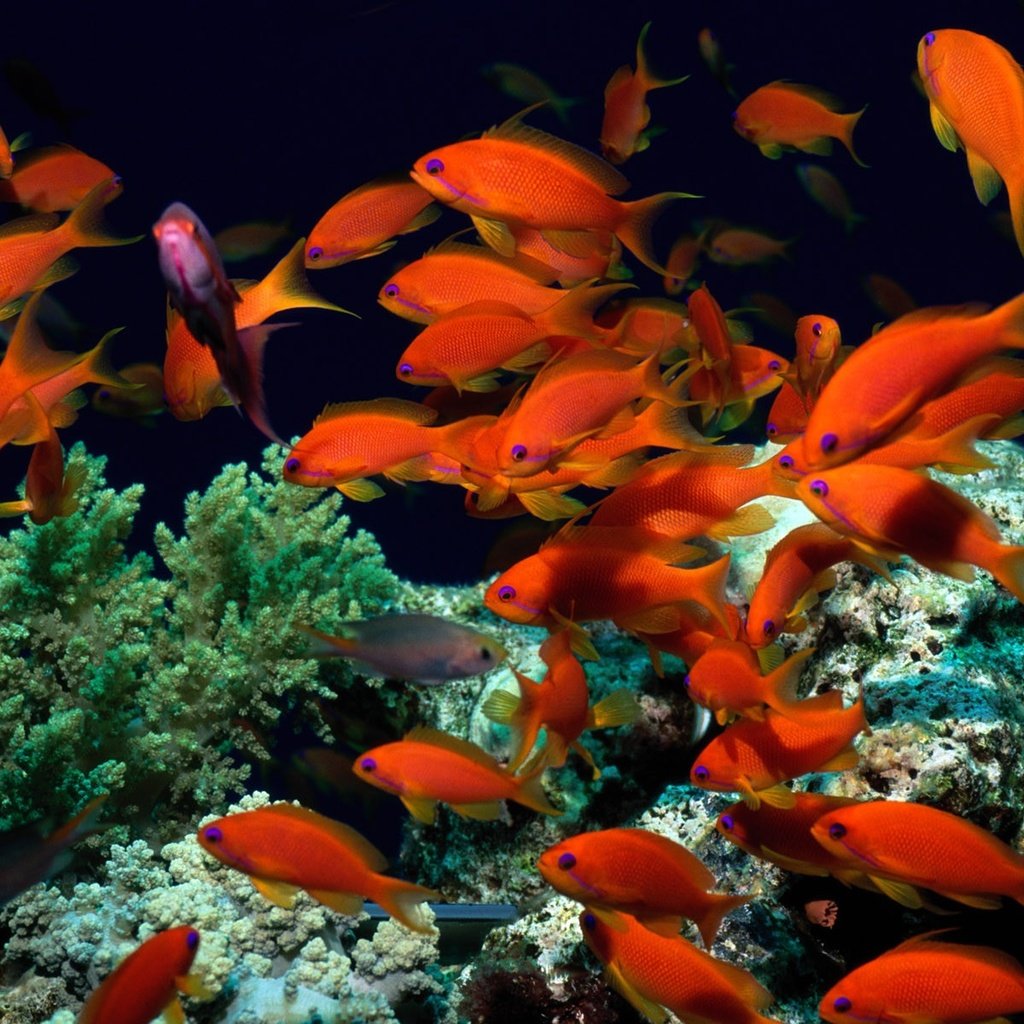Обои рыбки, рыбы, кораллы, водоросли, подводный мир, fish, corals, algae, underwater world разрешение 1920x1200 Загрузить