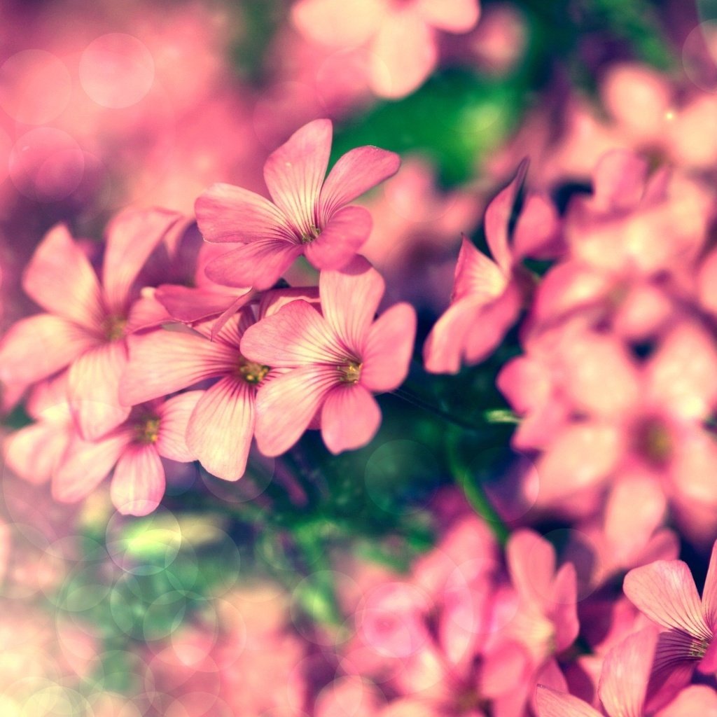 Обои цветы, лепестки, розовые, крупный план, боке, герань, flowers, petals, pink, close-up, bokeh, geranium разрешение 2560x1600 Загрузить