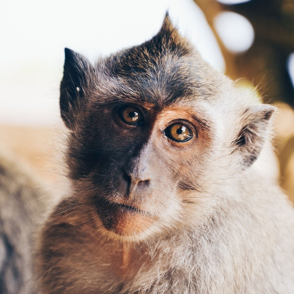 Обои портрет, взгляд, животное, обезьяна, примат, мартышка, portrait, look, animal, monkey, the primacy of разрешение 4928x3264 Загрузить