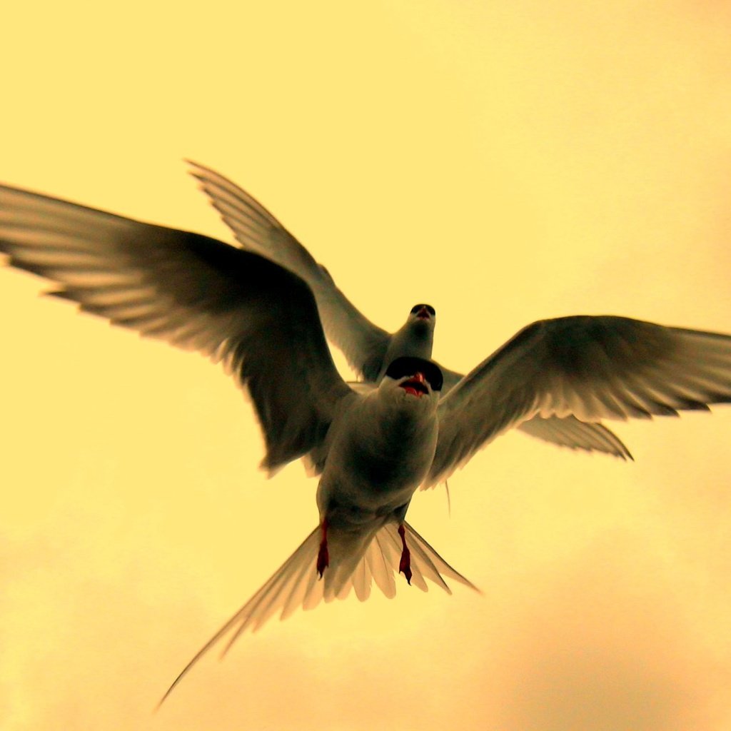 Обои полет, крылья, птицы, клюв, перья, крачка, flight, wings, birds, beak, feathers, tern разрешение 2012x1299 Загрузить