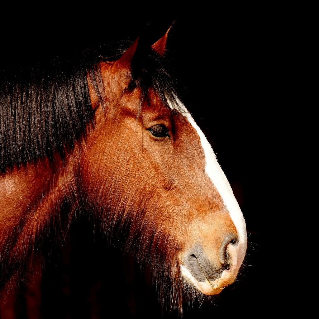 Обои лошадь, профиль, черный фон, конь, грива, horse, profile, black background, mane разрешение 1920x1319 Загрузить