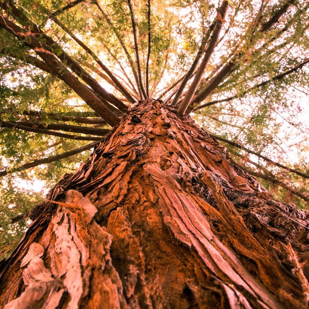 Обои дерево, ветки, ствол, кора, вид снизу, tree, branches, trunk, bark, bottom view разрешение 2048x1365 Загрузить