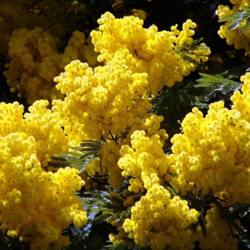 Обои цветы, природа, листья, весна, желтые, акация, мимоза, flowers, nature, leaves, spring, yellow, acacia, mimosa разрешение 2400x1800 Загрузить