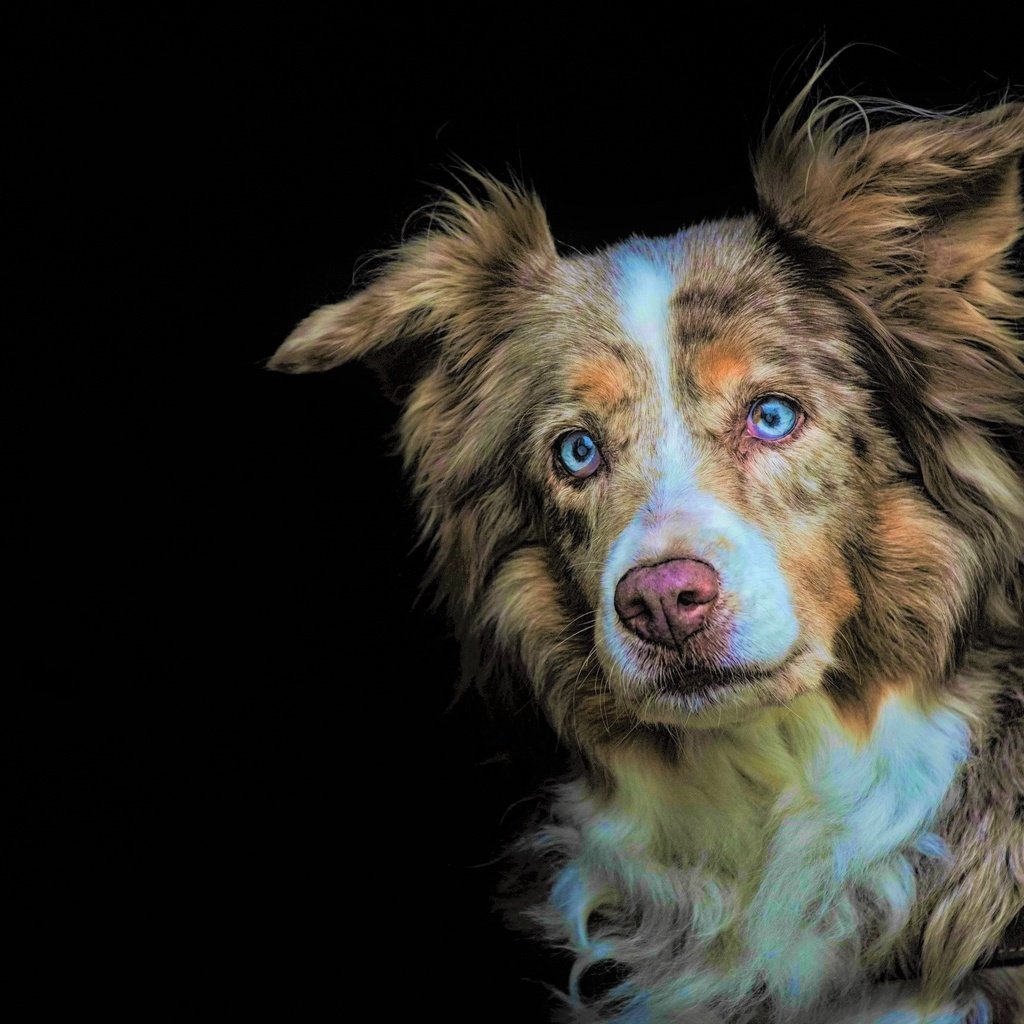 Обои глаза, взгляд, собака, черный фон, австралийская овчарка, eyes, look, dog, black background, australian shepherd разрешение 2560x1709 Загрузить