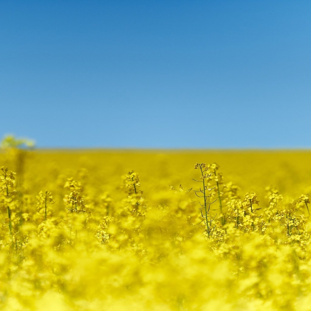 Обои небо, цветы, природа, поле, рапс, the sky, flowers, nature, field, rape разрешение 2880x1800 Загрузить