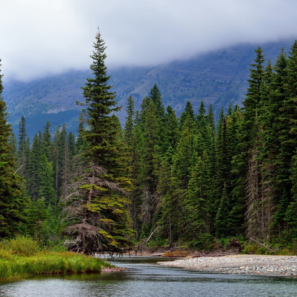 Обои деревья, река, горы, природа, лес, ели, хвойный лес, trees, river, mountains, nature, forest, ate, coniferous forest разрешение 7680x4320 Загрузить