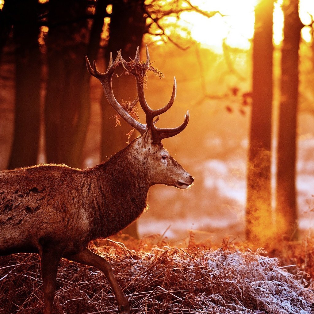 Обои деревья, лес, олень, блики, рога, солнечные лучи, trees, forest, deer, glare, horns, the sun's rays разрешение 2048x1360 Загрузить