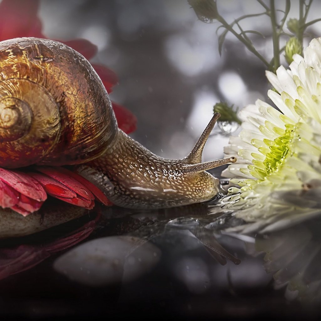 Обои цветы, макро, отражение, улитка, flowers, macro, reflection, snail разрешение 2048x1135 Загрузить