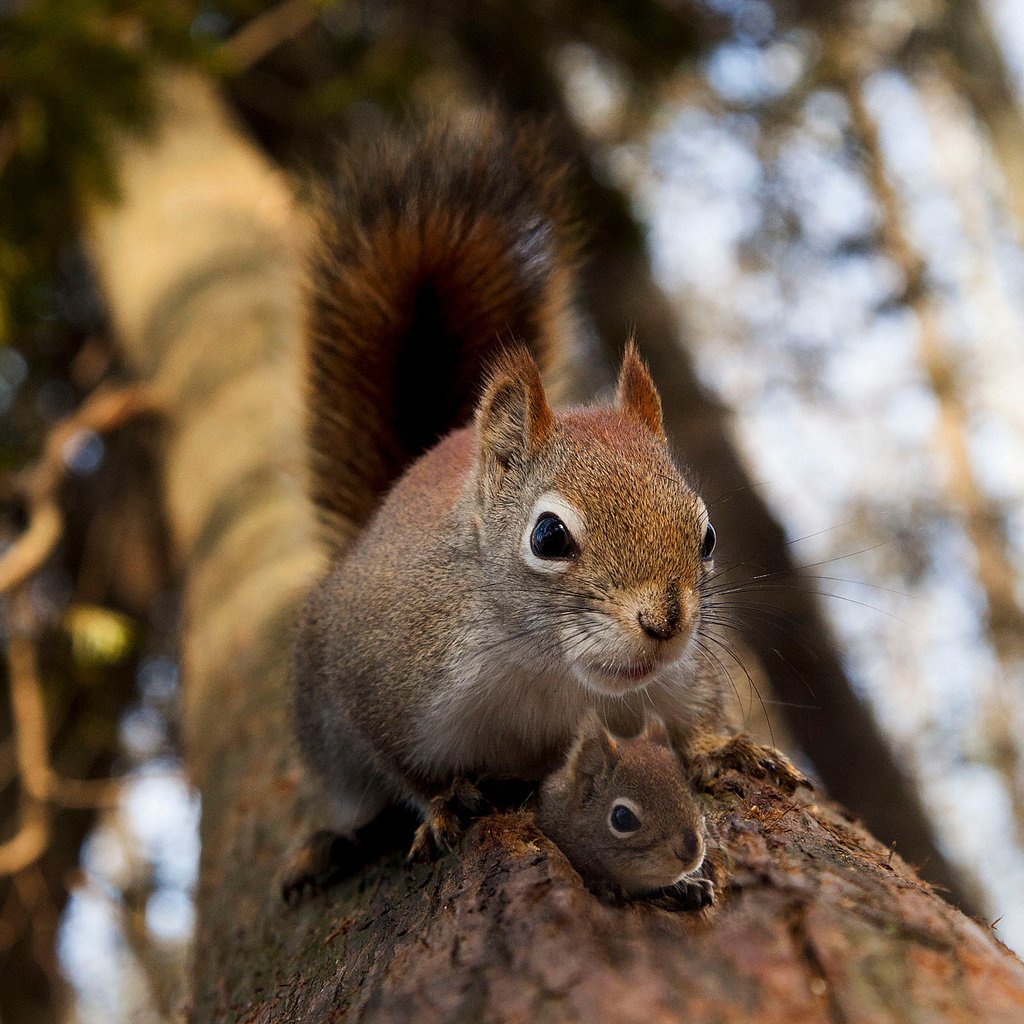 Обои дерево, животное, белка, зверек, белочка, грызун, бельчонок, tree, animal, protein, squirrel, rodent разрешение 2048x1365 Загрузить