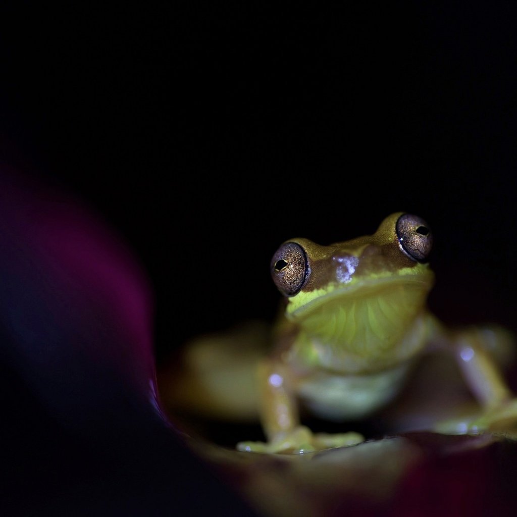 Обои глаза, лягушка, черный фон, животное, земноводное, eyes, frog, black background, animal, amphibian разрешение 2048x1275 Загрузить