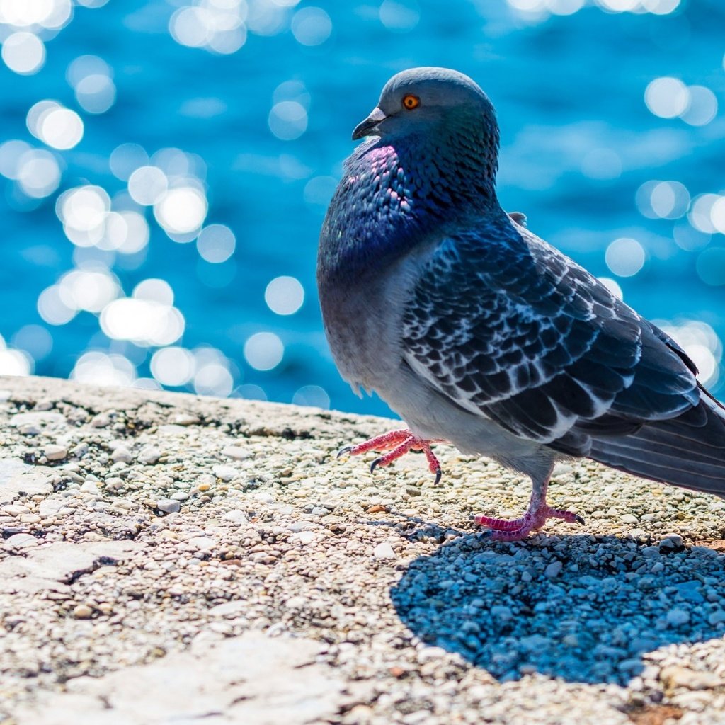 Обои вода, набережная, птица, клюв, перья, голубь, боке, water, promenade, bird, beak, feathers, dove, bokeh разрешение 2560x1440 Загрузить