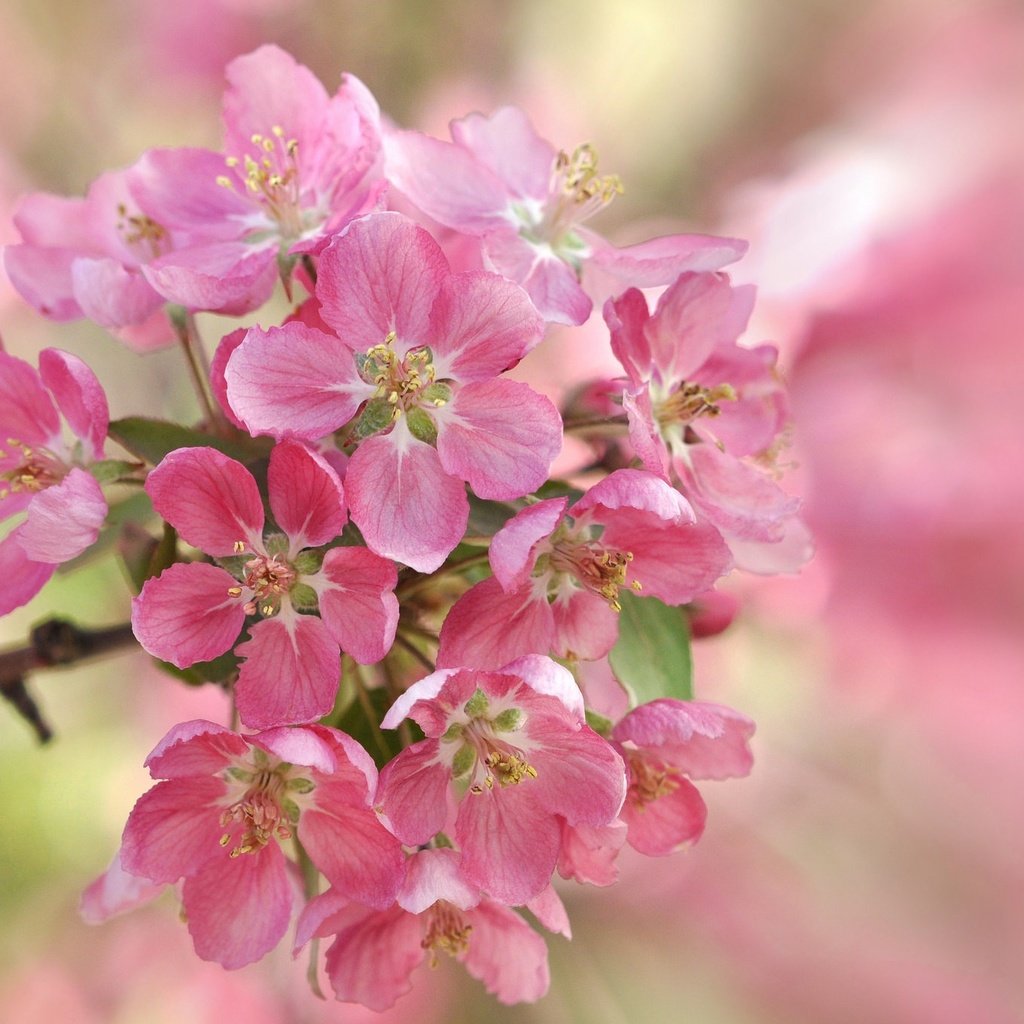 Обои лепестки, сад, весна, вишня, соцветие, petals, garden, spring, cherry, inflorescence разрешение 2048x1360 Загрузить