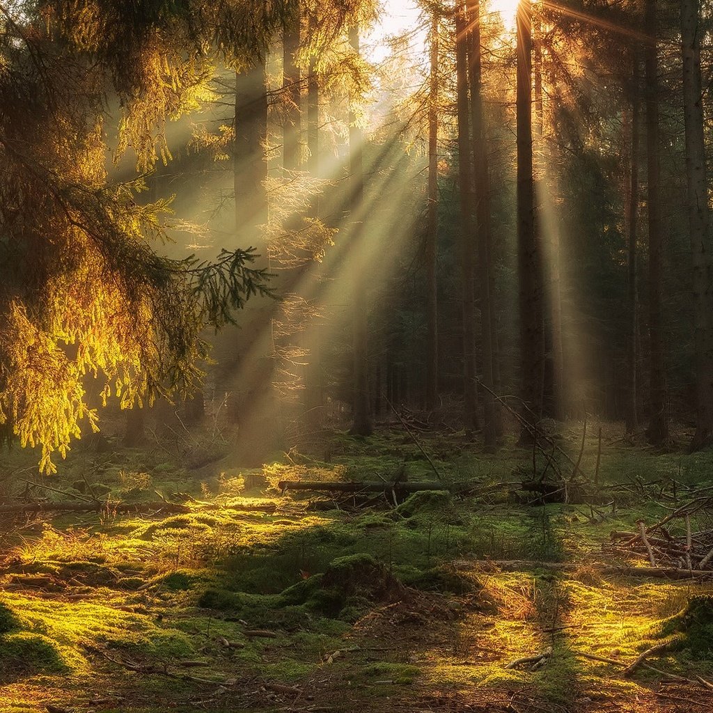 Обои свет, деревья, природа, лес, лучи, солнечные лучи, light, trees, nature, forest, rays, the sun's rays разрешение 1920x1080 Загрузить