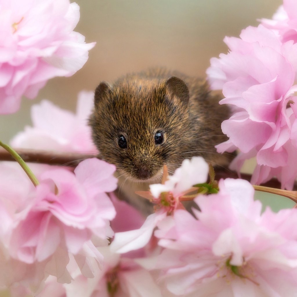 Обои ветка, цветение, взгляд, сакура, мышь, мышка, цветки, грызун, branch, flowering, look, sakura, mouse, flowers, rodent разрешение 2000x2000 Загрузить