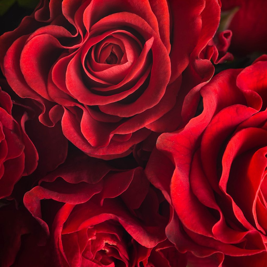 Обои цветы, розы, лепестки, красные розы, flowers, roses, petals, red roses разрешение 1920x1200 Загрузить