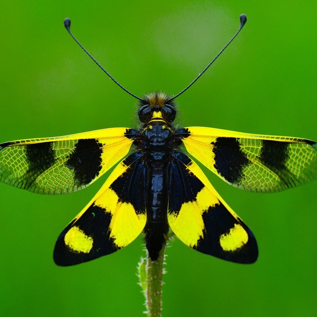 Обои макро, насекомое, бабочка, крылья, ozturk mustafa, macro, insect, butterfly, wings, mustafa ozturk разрешение 1920x1200 Загрузить