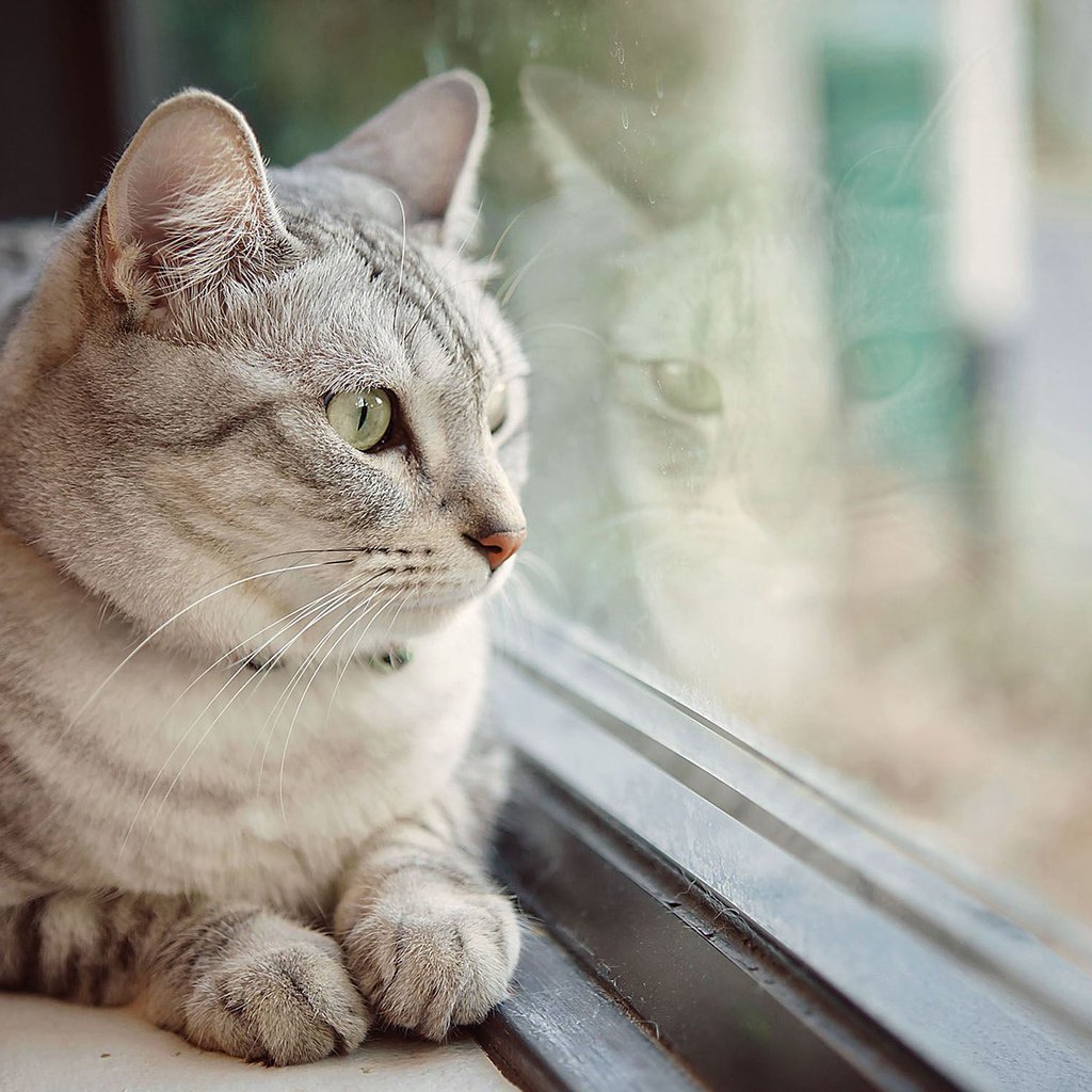 Обои глаза, фон, кот, усы, кошка, взгляд, окно, eyes, background, cat, mustache, look, window разрешение 1920x1200 Загрузить