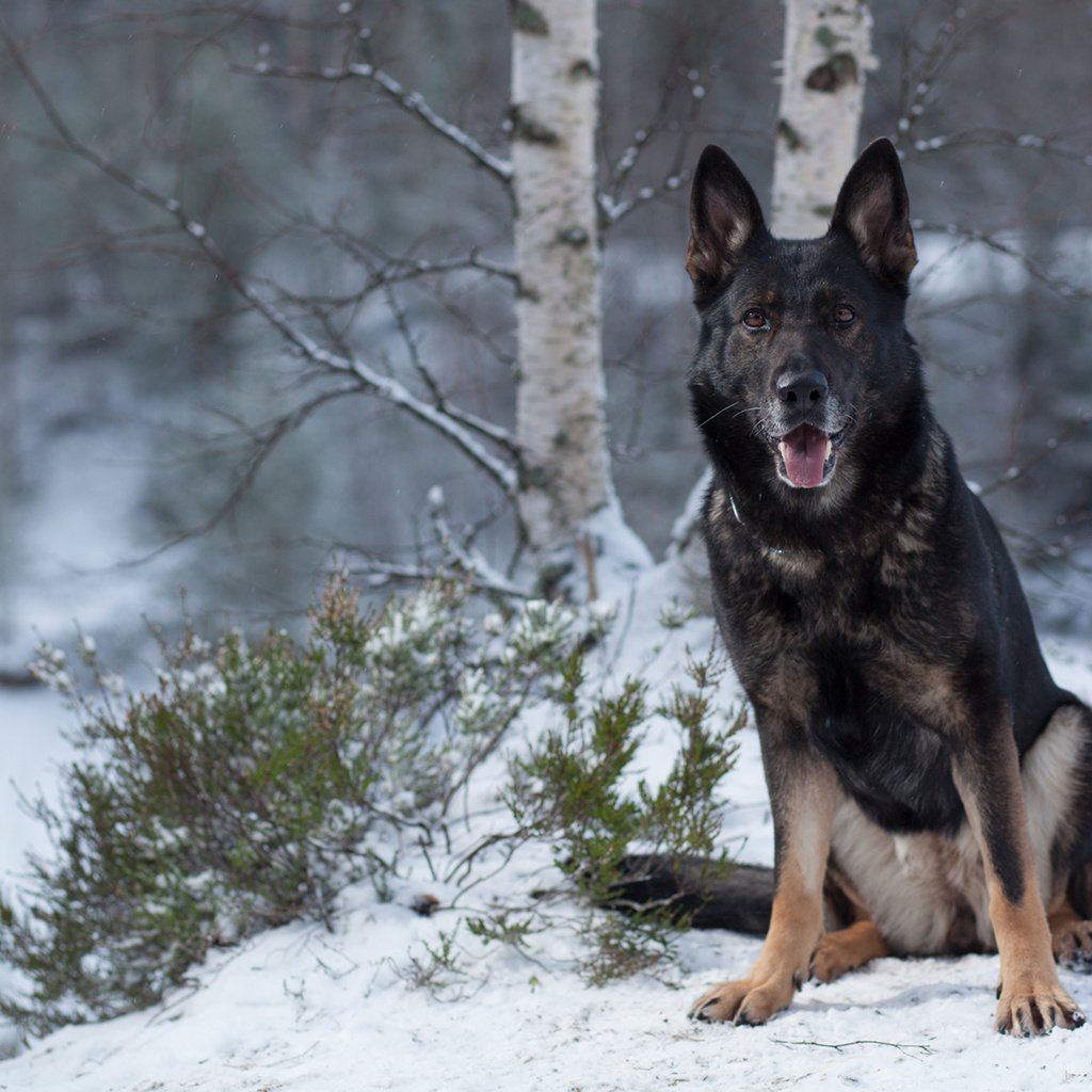 Обои зима, собака, немецкая овчарка, mia m, winter, dog, german shepherd разрешение 1920x1200 Загрузить