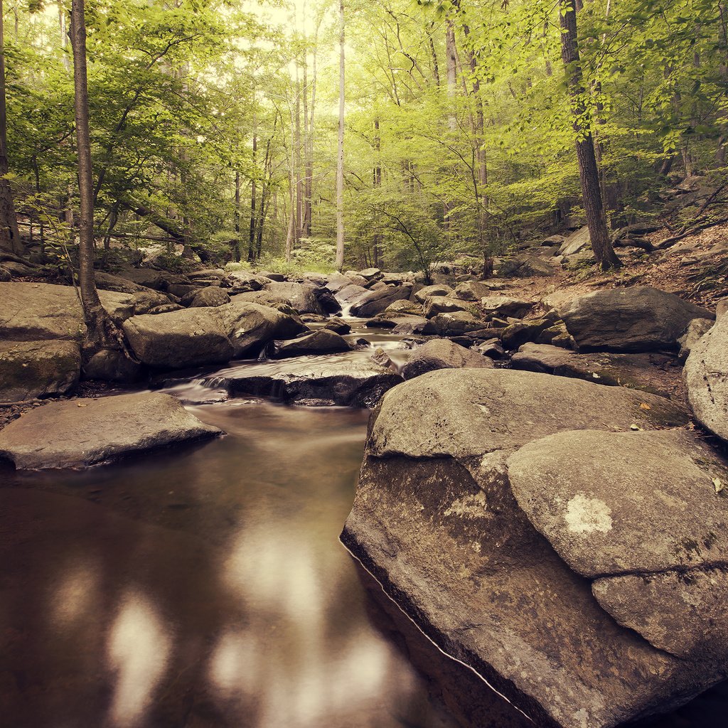 Обои река, природа, камни, лес, river, nature, stones, forest разрешение 2880x1800 Загрузить