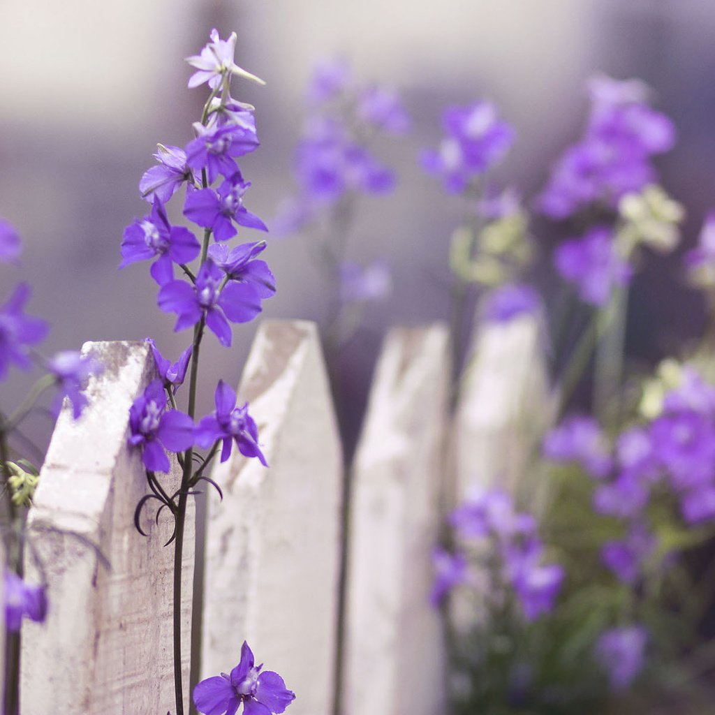 Обои цветы, макро, забор, фиолетовые, дельфиниум, flowers, macro, the fence, purple, delphinium разрешение 1920x1200 Загрузить