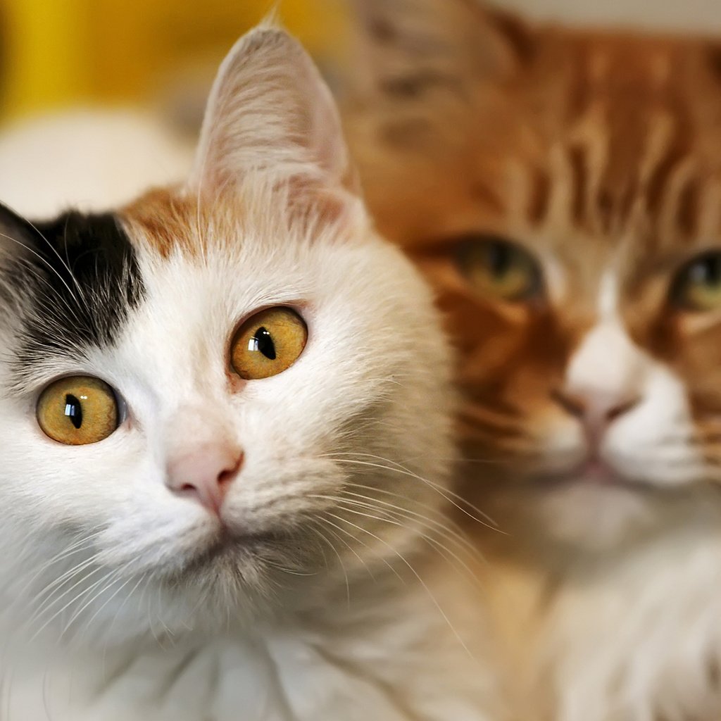 Обои глаза, фон, усы, взгляд, коты, кошки, мордочки, eyes, background, mustache, look, cats, faces разрешение 1920x1200 Загрузить