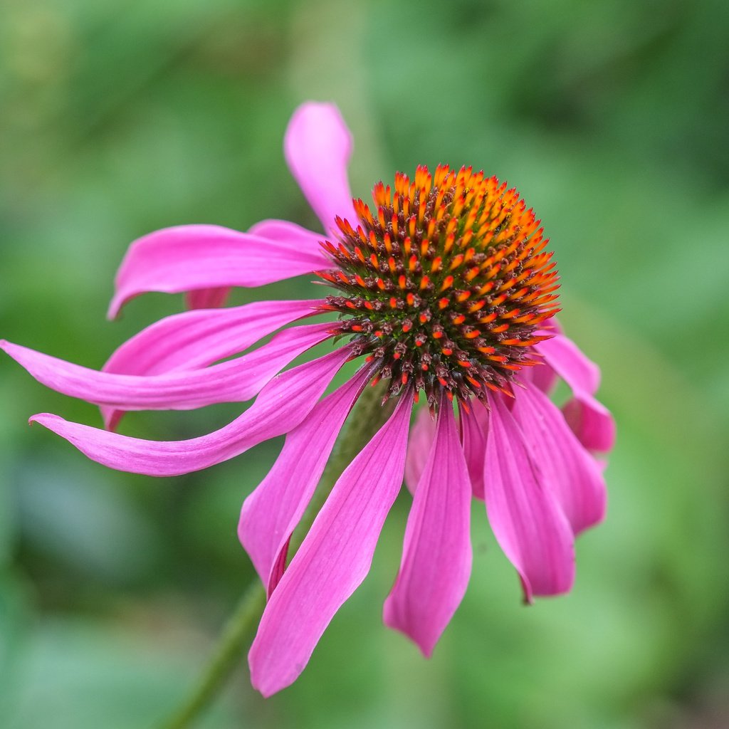 Обои цветок, лепестки, размытость, эхинацея, flower, petals, blur, echinacea разрешение 4896x3264 Загрузить