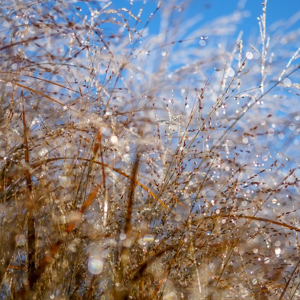 Обои небо, макро, роса, колоски, растение, боке, капли воды, the sky, macro, rosa, spikelets, plant, bokeh, water drops разрешение 4896x3264 Загрузить